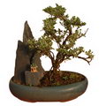 Serissa Bicolor Bonsai